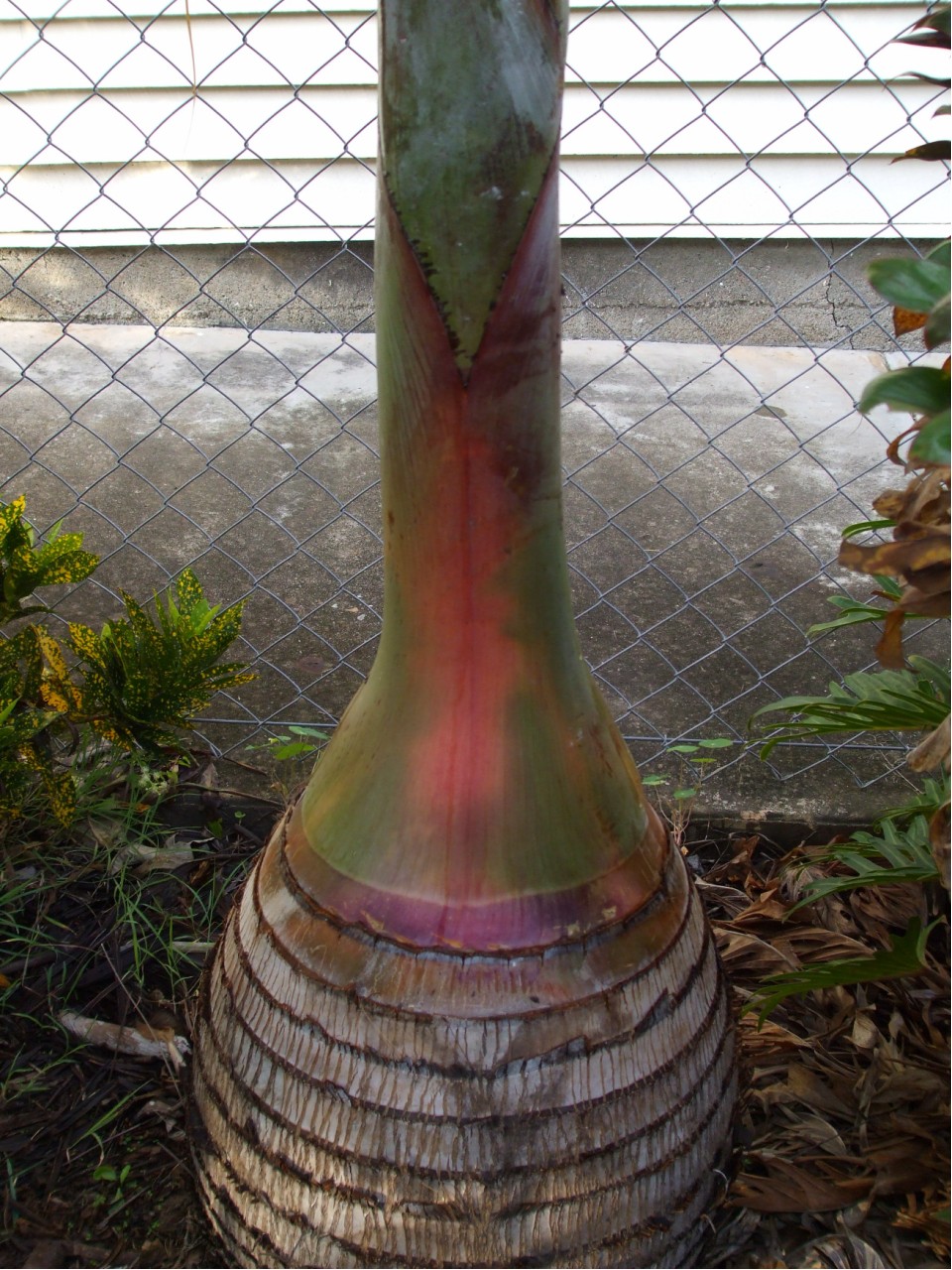 How to tidy a Bottle Palm base DISCUSSING PALM TREES WORLDWIDE PalmTalk